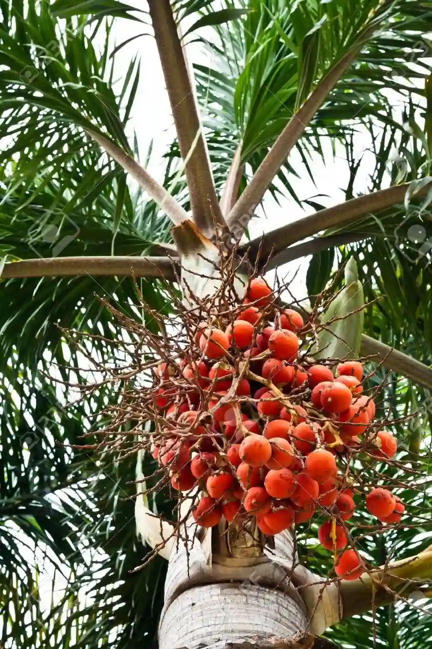 Thai Betel Nut (થાઈ સોપારી)